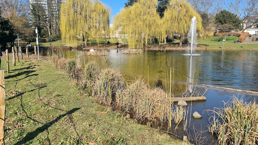 2021 erhielt der Mülheimer Stadtgartenweiher eine neue Pflanzinsel | Die Kölner Parkweiher – Natur vor deiner Tür