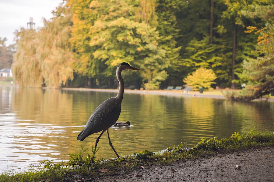 Ein Graureiher läuft am Ufer des Adenauer Weihers