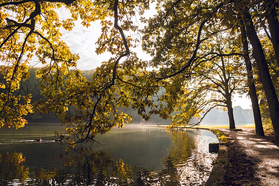 Blick durch Herbstlaub auf den Adenauer Weiher