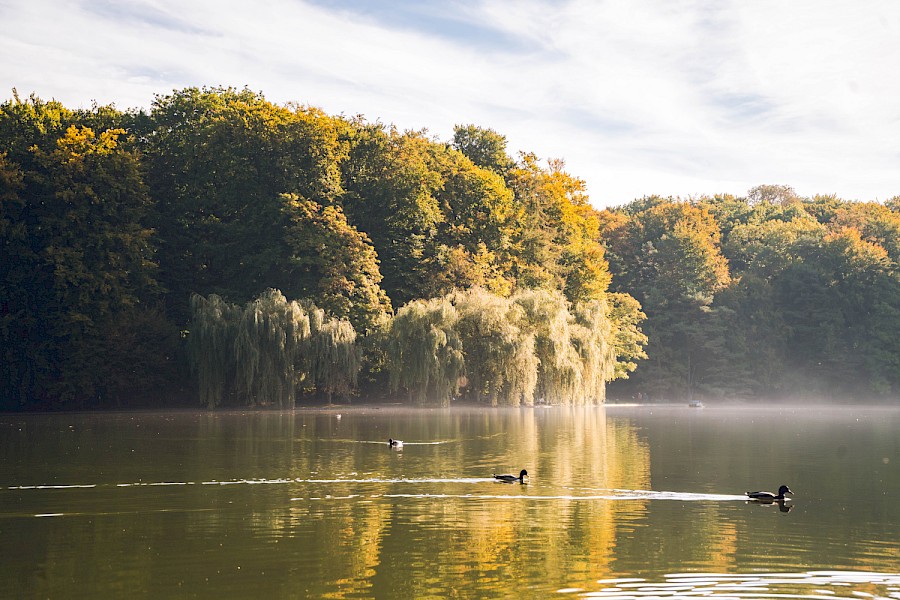 Drei Wasservögel auf dem Adenauerweiher mit Nebel und Bäumen im Hintergrund