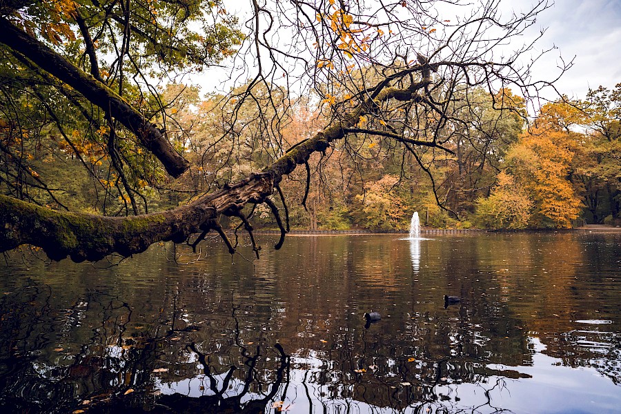 Blick durch Äste auf den herbstlichen Stadtwaldweiher mit kleiner Fontäne