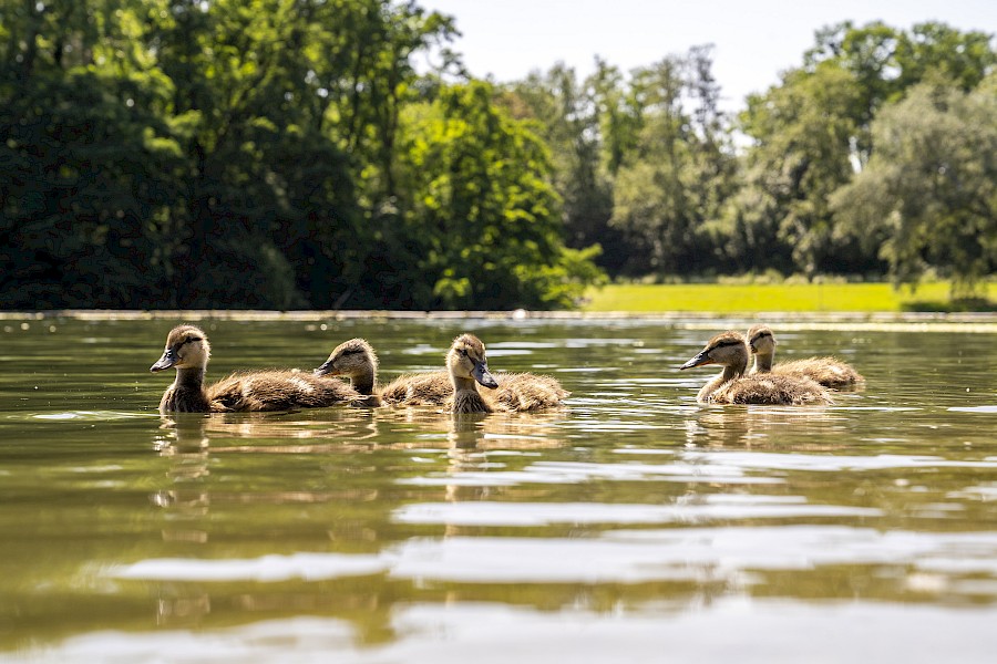 Fünf junge Enten schwimmen auf dem Kalscheurer Weiher