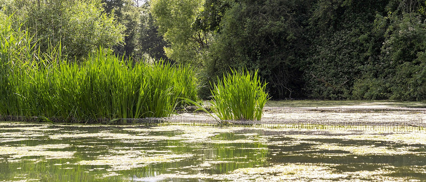Wasserpflanzen und Gräsern am Kalscheurer Weiher